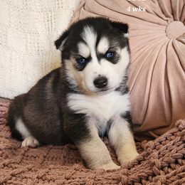Siberian Husky Puppies from Kentucky Huskies
