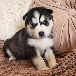 Siberian Husky Puppies from Kentucky Huskies