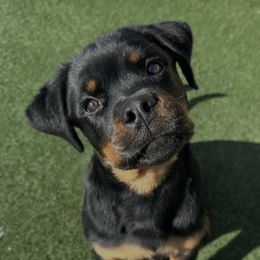 Rottweiler Puppies from House Of Vasquez Rottweilers