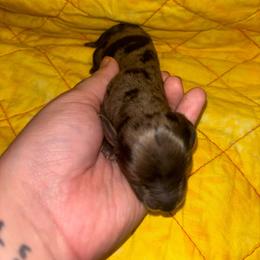 Kona - Dapple female Dachshund puppy in Crescent, Oklahoma from Doxie Dreams