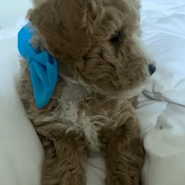 Cavapoo and Poodle Puppies from Happy Tails Poods and Doods