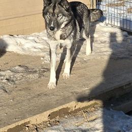 Galaxy - Siberian Husky