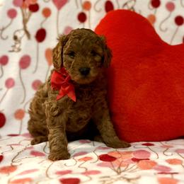 Carver - Red  male Goldendoodle puppy in Stroudsburg, Pennsylvania from Momma’s Mini Goldendoodles
