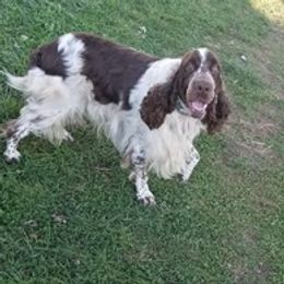 English Springer Spaniels from Whispering Cedars Springer Spaniels NJ