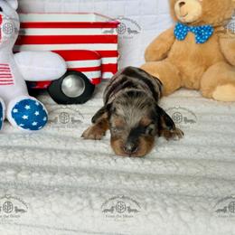 Miss. Pink-4400 - Dapple female Dachshund puppy in Ocala/Gainesville, Florida from From the Heart Doxies