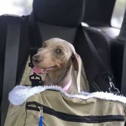 Glitters - Dachshund