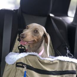 Glitters - Dachshund