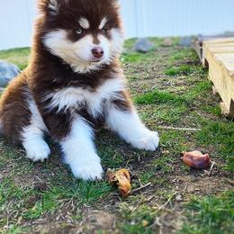 Pomsky Puppies from Pathfinder Pomskies