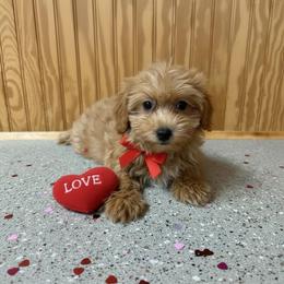 Pumpkin - Apricot female Maltipoo puppy in Lancaster, Kentucky from Dream Paws Puppies, LLC