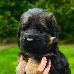 Milo - Black and red male German Shepherd puppy in White Cloud, Michigan from Von WestLynn German Shepherds