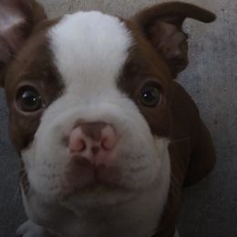 Boston Terriers from Linda Ruediger's Boston Terriers