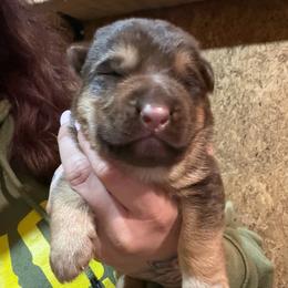 Grizzly - Liver male German Shepherd puppy in Louisville, Kentucky from Haus of Beautiful Chaos German Shepherds