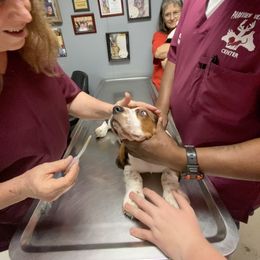 Basset Hound Puppies from 5th Day Farm