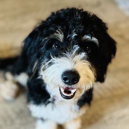 Bernedoodles, Double Doodles, and Goldendoodles from Pia’s Doodle Poodle Wag
