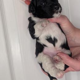 Orange Boy - Black Tuxedo - Black male Whoodle puppy in Kalispell, Montana from Countryman Whoodles