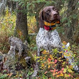 Derek - German Shorthaired Pointer