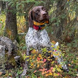 Derek - German Shorthaired Pointer