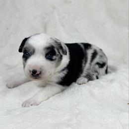 Penelope - Blue merle female Miniature Australian Shepherd puppy in Bedias, Texas from JSK Aussie and Cavaliers