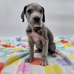 Ace - Merle male Great Dane puppy in Kannapolis, North Carolina from Carolina Great Danes & Toy Poodles