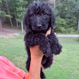 Raven - Black female Goldendoodle puppy in Jasper, Georgia from Harrington Doodles & Poodles