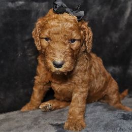 Goldendoodle Puppies from Angie's goldendoodles