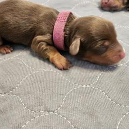 Girl 1 - Chocolate and tan female Dachshund puppy in Amarillo, Texas from Panhandle Dashing Doxies