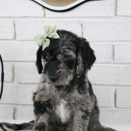 Gabby - Merle female Labradoodle puppy in Bryantown, Maryland from Doodles on Duty