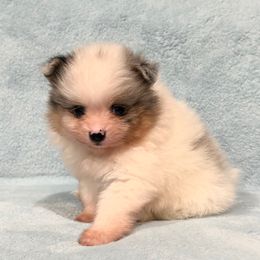 Blue Merle Tri Girl - Blue merle female Pomeranian puppy in Princeton, New Jersey from PureLove Poms.