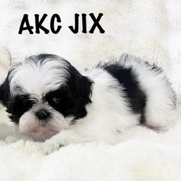 AKC JIX - Black and white male Shih Tzu puppy in Greenville, South Carolina from Babyface Shih Tzu