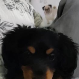 Dachshund Puppies from JP's South Texas Dachshunds