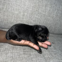 Miniature Schnauzer Puppies from Jones Fam Paws