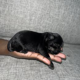Miniature Schnauzer Puppies from Jones Fam Paws