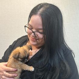 Chihuahua Puppies from M’s Chihuahuas