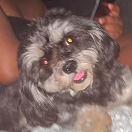 Bella - Maltese