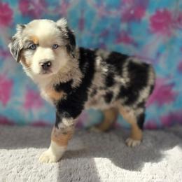 Aphrodite - Blue merle female Miniature Australian Shepherd puppy in Church Hill, Tennessee from Hippie Dog Haven