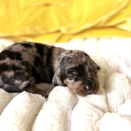 Grillmaster - Dapple male Dachshund puppy in Austin, Texas from Duchess Daphne's Doxie Empire