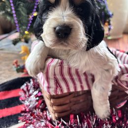 Bellatrix - Black white and tan female English Springer Spaniel puppy in Huntingdon, Pennsylvania from Indian Creek Springers and Doxies