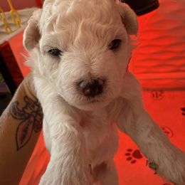 Boy 3 - White male Bichon Frise puppy in Lake Elsinore, California from Amber's Bichon Frise and Poodles