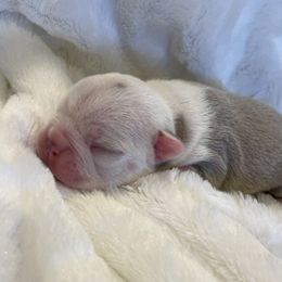 Girl 2 - Boston Terrier puppy in George West, Texas from Duke of Earl’s Boston Terriers