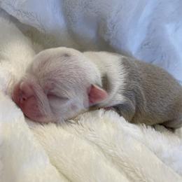 Girl 2 - Boston Terrier puppy in George West, Texas from Duke of Earl’s Boston Terriers