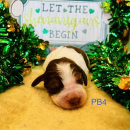 PB4 - Red and white male English Springer Spaniel puppy in Britton, South Dakota from K&S Canines