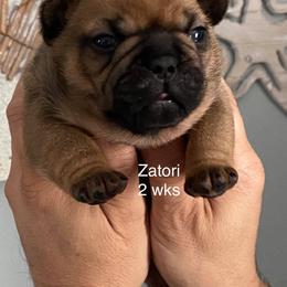 Bulldog and French Bulldog Puppies from Kansas Grand St English & French Bulldogs