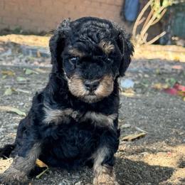 Belinda - Phantom female Bernedoodle puppy in Longmont, Colorado from Colorado Miniature Bernedoodle Puppies