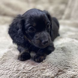 Capone (orange collar) - Black and tan male Dachshund puppy in Richmond, Virginia from Paw Prints