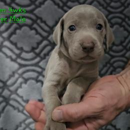 Green Collar - Silver gray male Weimaraner puppy in Indiana from So-IN Weimaraner's