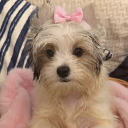 Lulu - Parti female Yorkshire Terrier puppy in Paisley, Florida from Everyonelovesyorkies