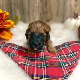 Claus - Brown male Whoodle puppy in Merritt, Michigan from Genesis Family Farm
