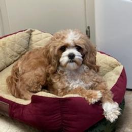 Cavapoo and Maltipoo All Grown Up from Knight Pups