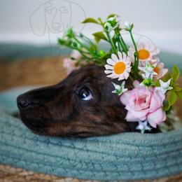 Mary - Brindle female Dachshund puppy in Temecula, California from Naomi Magee's Dachshund Kennel