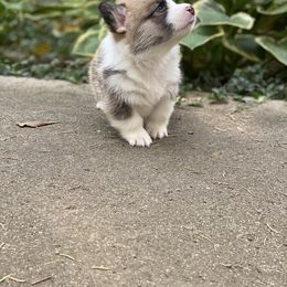 Pembroke Welsh Corgi Puppies from A&A’s Adorable Corgis